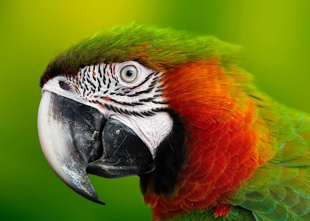 Amazon Jungle Resorts