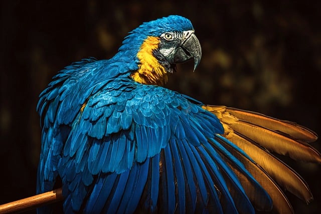 Amazon Jungle Resorts for Wild Travel