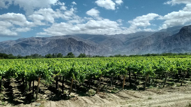 Argentina Wine Resorts for Vineyard Trips