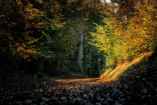 Black Forest Lodges for Nature Lovers