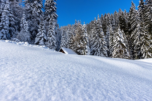 Black Forest Resorts for Nature Retreats