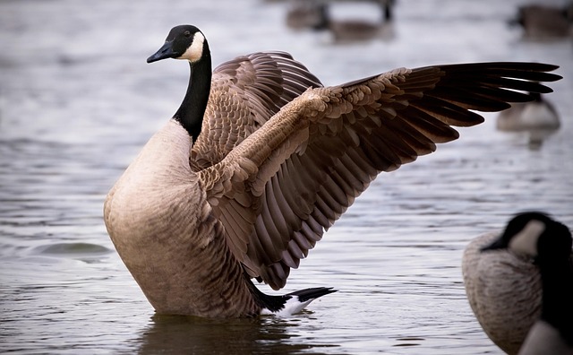 Canadian Lake Lodges for Peace
