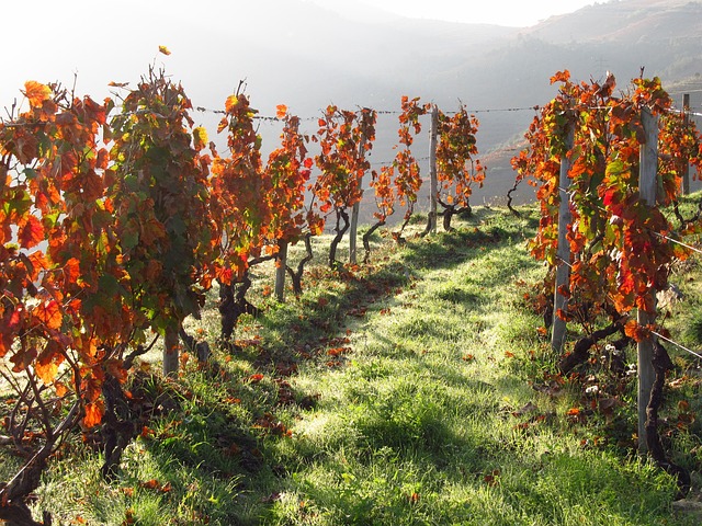 Douro Valley Resorts for Wine Travelers