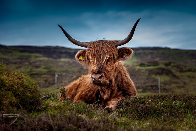 Highland Hotels in Scotland for Nature