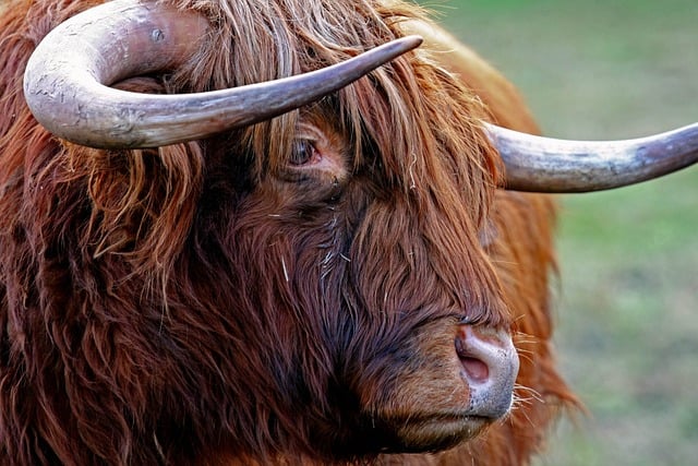 Scottish Highland Villas for Scenic Escapes